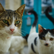 Image for article titled 8th Cat Acquired In Hopes Of Easing Tension Between First 7 Cats